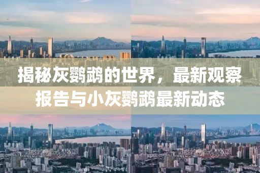 揭秘灰鸚鵡的世界，最新觀察報告與小灰鸚鵡最新動態(tài)
