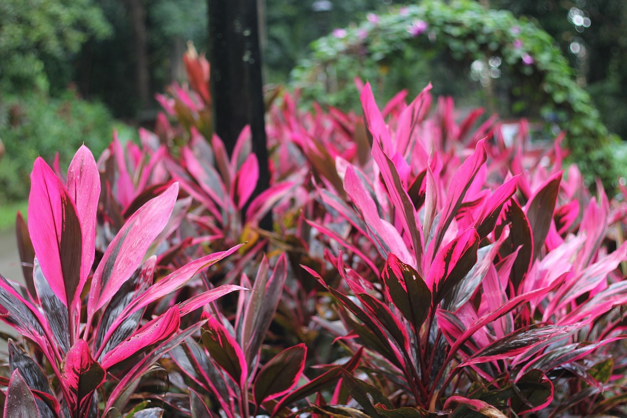 香港澳門開獎(jiǎng)結(jié)果,植物保護(hù),復(fù)古風(fēng)格EZ811.616