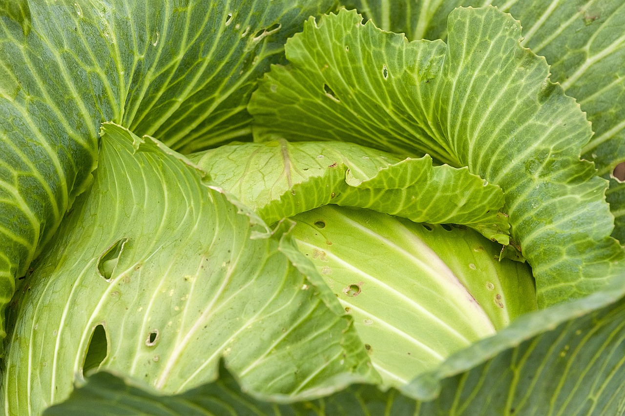 藁城白菜現(xiàn)價及市場走勢與種植戶策略解析