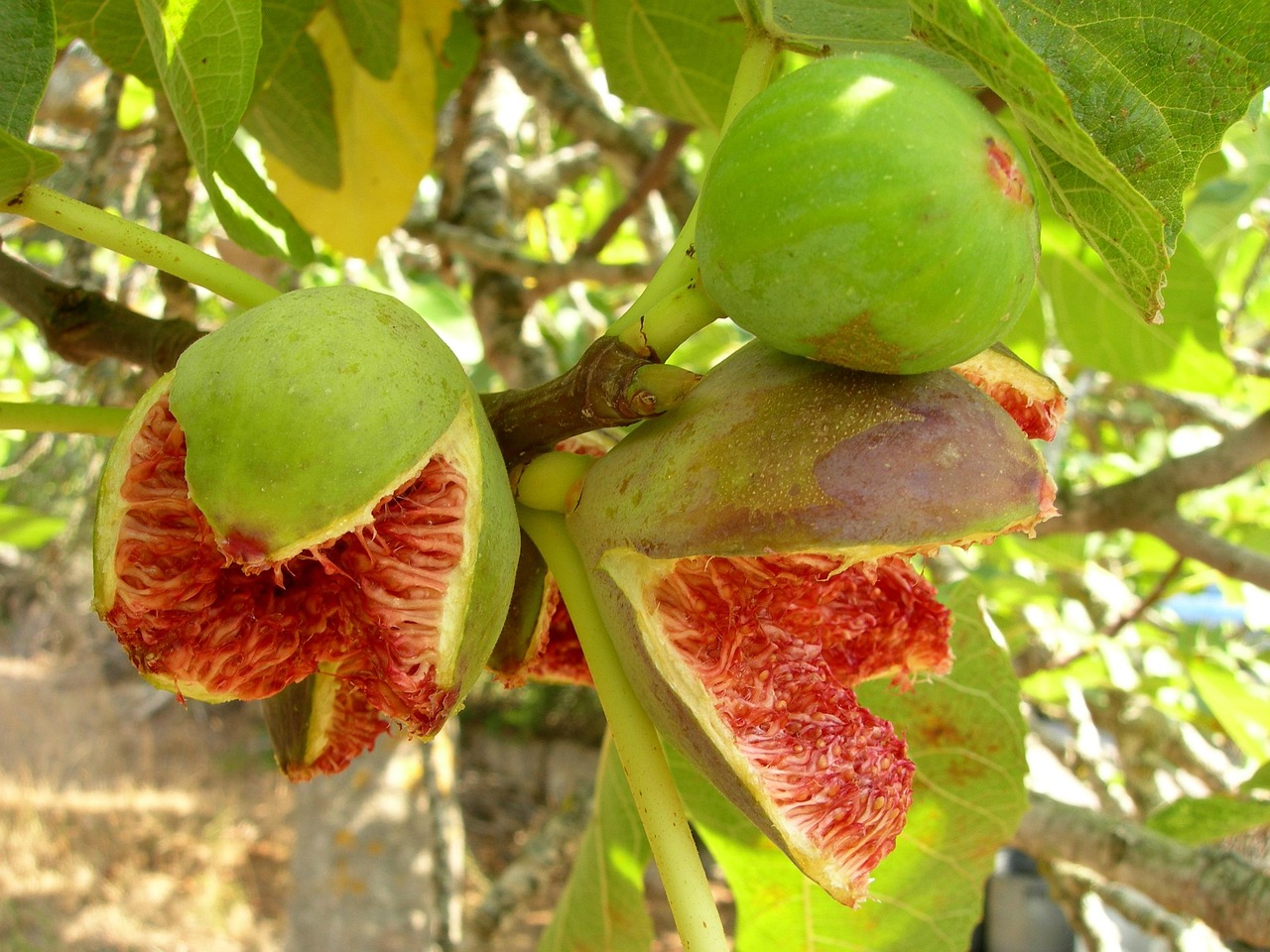 菠蘿蜜成熟季節(jié)與上市時(shí)刻，季節(jié)的饋贈(zèng)揭秘