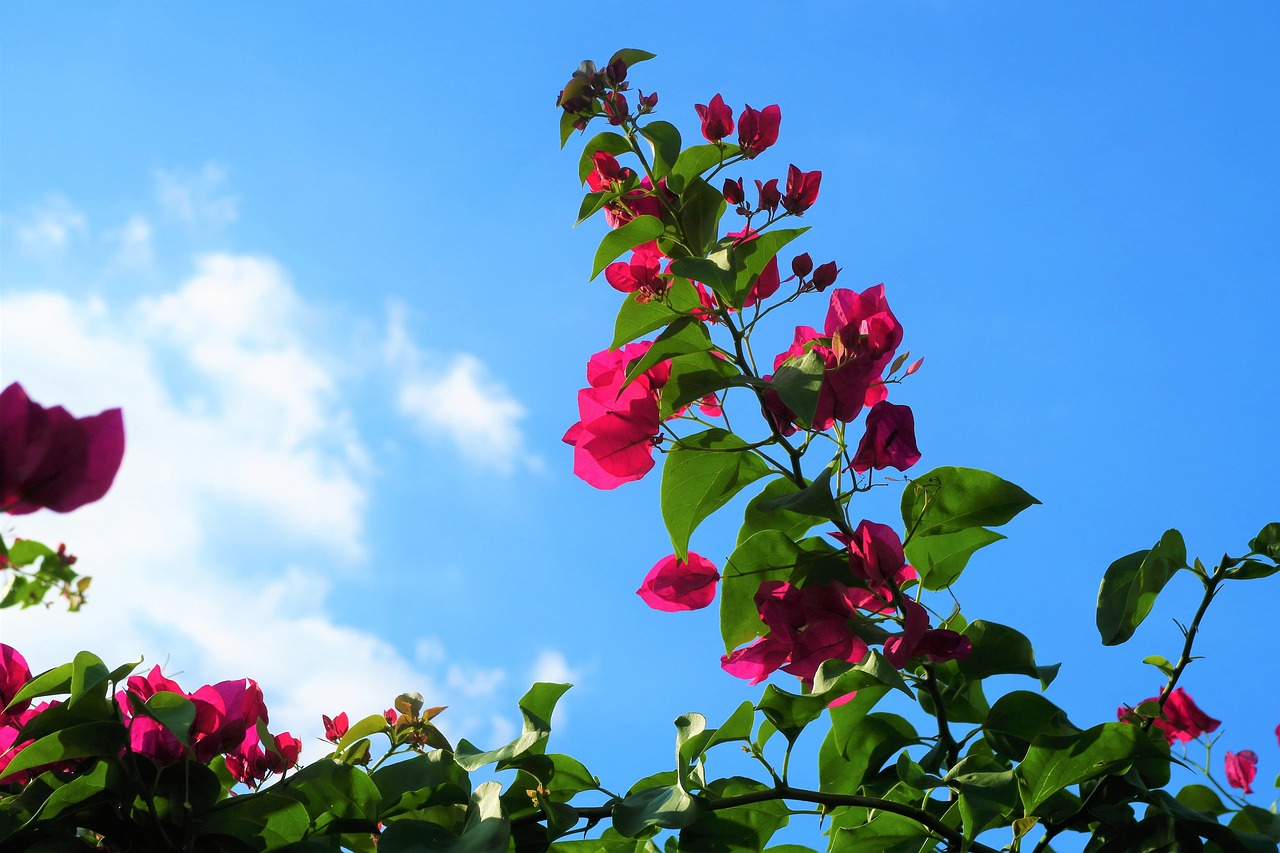 長(zhǎng)安福特招聘網(wǎng)最新招聘動(dòng)態(tài)，職業(yè)發(fā)展黃金機(jī)會(huì)等你來(lái)挑戰(zhàn)！