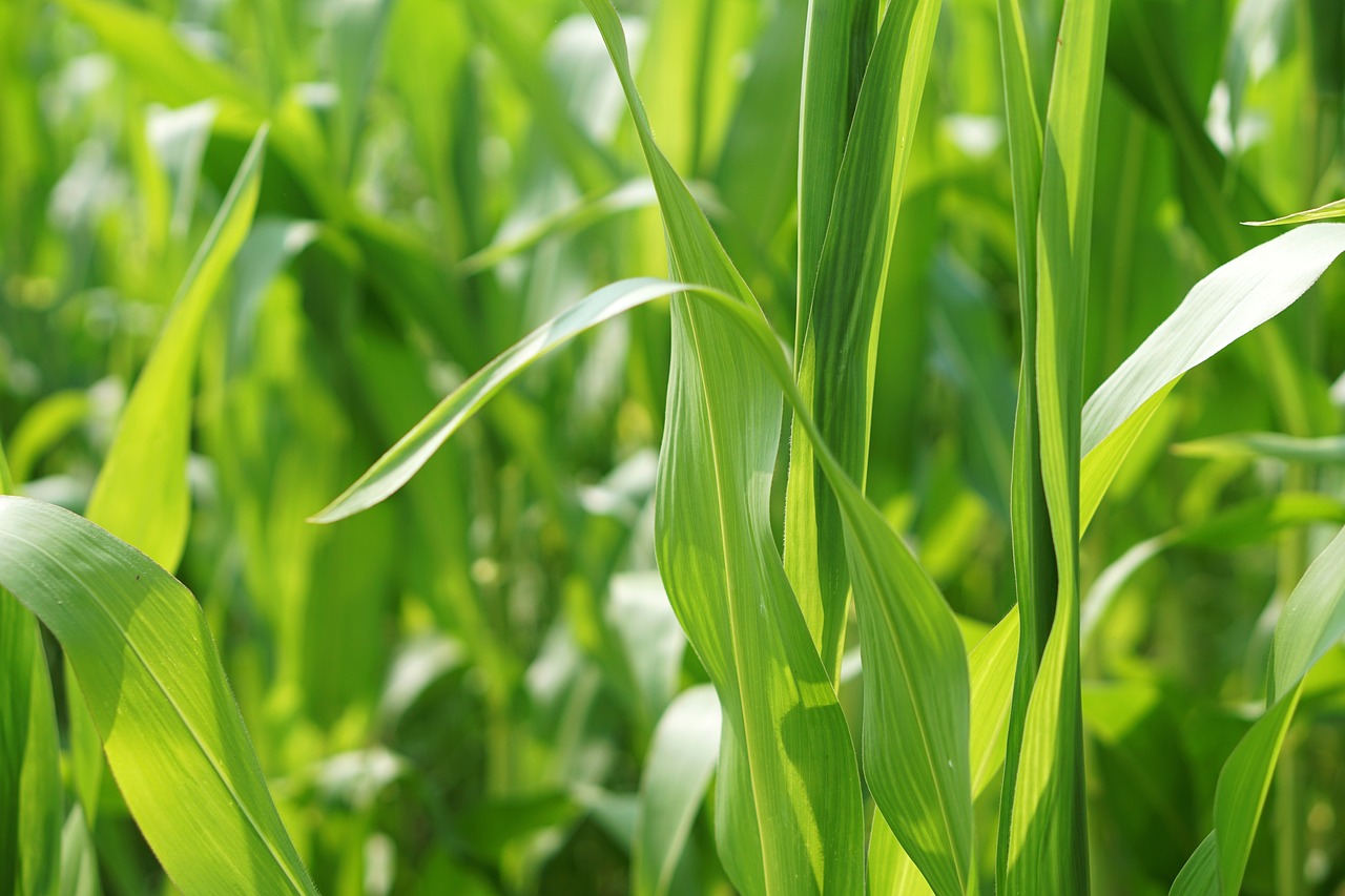 杞縣蒜薹最新價(jià)格行情及分析