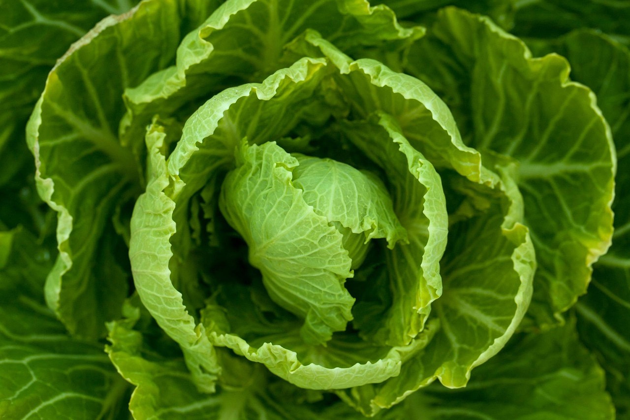 新發(fā)地大白菜價(jià)格解析與行情概覽