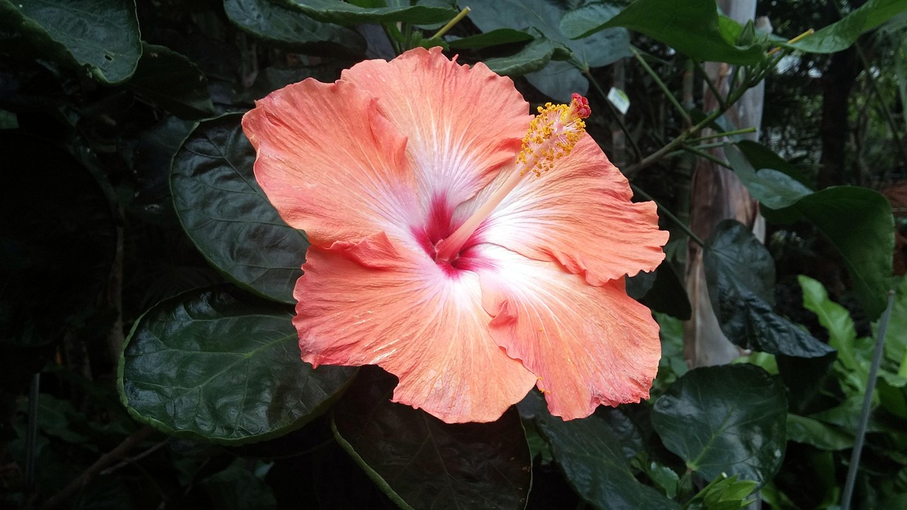 紅葉石楠價(jià)格詳解，最新紅葉石楠價(jià)格信息解析