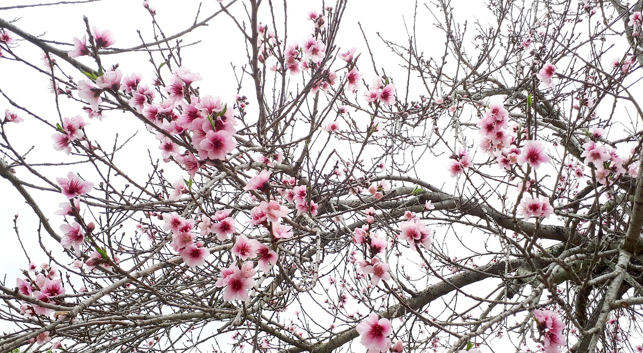 梅花樹(shù)價(jià)格探討，影響因素及市場(chǎng)行情分析