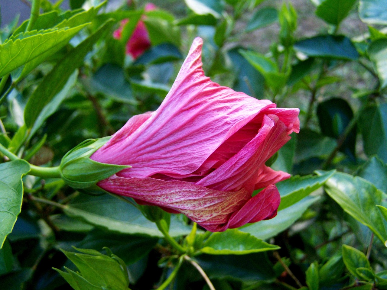 芍藥價格全面解析，影響價格的多種因素探究