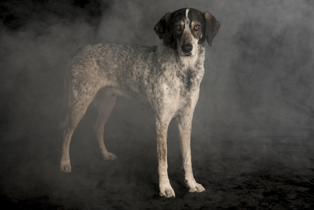 最新狗糧盤點(diǎn)，為愛寵犬精選最佳口糧