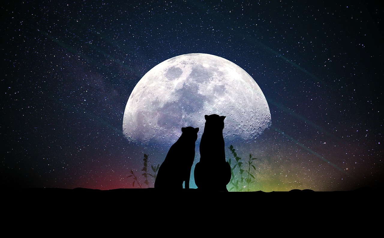 屬豬的明星群星閃耀，揭示生肖豬的星光魅力