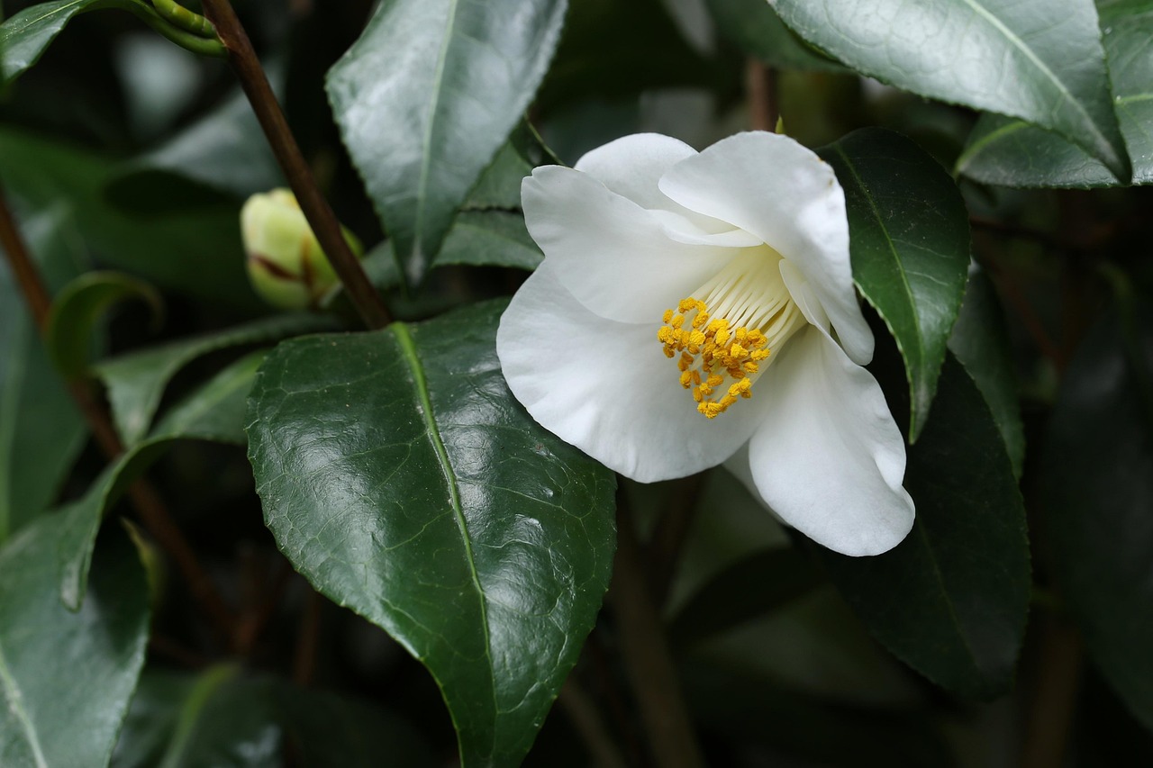 最新手機(jī)資訊概覽，技術(shù)革新、未來(lái)展望及熱門(mén)動(dòng)態(tài)